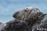 Grijze zeehond