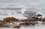 Zilvermeeuw (Larus argentatus)