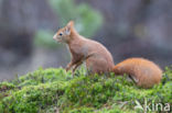 Red Squirrel (Sciurus vulgaris)