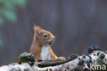 Red Squirrel (Sciurus vulgaris)