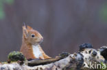 Red Squirrel (Sciurus vulgaris)