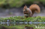 Red Squirrel (Sciurus vulgaris)