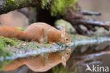 Red Squirrel (Sciurus vulgaris)