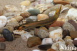 Brook Lamprey (Lampetra planeri)