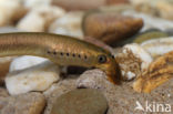 Brook Lamprey (Lampetra planeri)