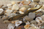 Brook Lamprey (Lampetra planeri)