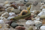 Brook Lamprey (Lampetra planeri)