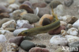 Brook Lamprey (Lampetra planeri)
