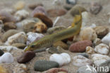 Brook Lamprey (Lampetra planeri)