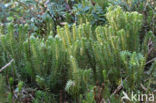 Fir Clubmoss (Huperzia selago)