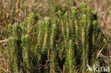 Fir Clubmoss (Huperzia selago)