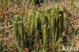 Fir Clubmoss (Huperzia selago)