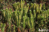 Fir Clubmoss (Huperzia selago)