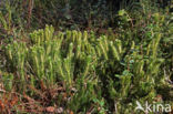 Fir Clubmoss (Huperzia selago)