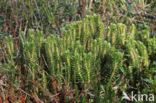 Fir Clubmoss (Huperzia selago)