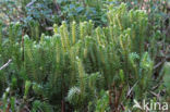 Fir Clubmoss (Huperzia selago)