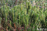 Fir Clubmoss (Huperzia selago)