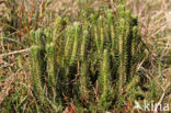 Fir Clubmoss (Huperzia selago)