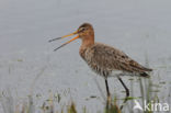 Grutto (Limosa limosa)