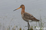 Grutto (Limosa limosa)