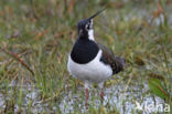 Lapwing (Vanellus vanellus)