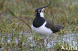 Lapwing (Vanellus vanellus)