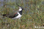 Lapwing (Vanellus vanellus)