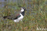 Lapwing (Vanellus vanellus)