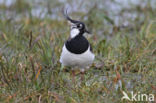 Lapwing (Vanellus vanellus)