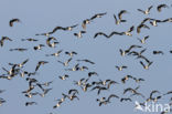 Kievit (Vanellus vanellus)