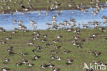 Kievit (Vanellus vanellus)