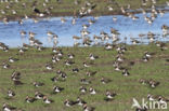 Lapwing (Vanellus vanellus)