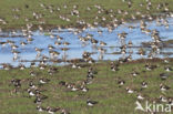 Lapwing (Vanellus vanellus)