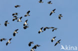 Lapwing (Vanellus vanellus)