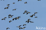 Lapwing (Vanellus vanellus)