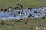 Lapwing (Vanellus vanellus)