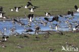 Lapwing (Vanellus vanellus)