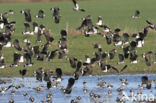 Lapwing (Vanellus vanellus)