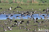 Lapwing (Vanellus vanellus)