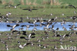 Lapwing (Vanellus vanellus)