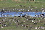 Lapwing (Vanellus vanellus)