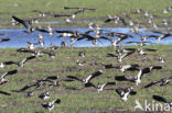 Lapwing (Vanellus vanellus)