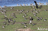 Lapwing (Vanellus vanellus)