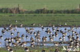 Lapwing (Vanellus vanellus)