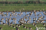 Lapwing (Vanellus vanellus)