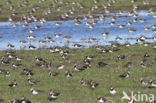 Lapwing (Vanellus vanellus)