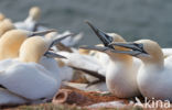 Northern Gannet (Morus bassanus)