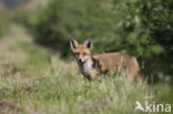 Fox (Vulpes vulpes)