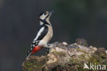 Grote Bonte Specht (Dendrocopos major)