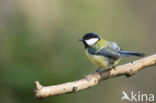 Great Tit (Parus major)